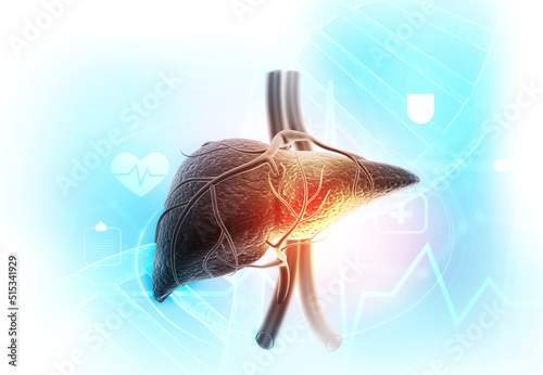 Human liver on blue background. 3d illustration..