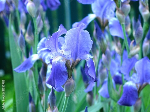 blue irises (Iridaceae) bloom in July in the garden