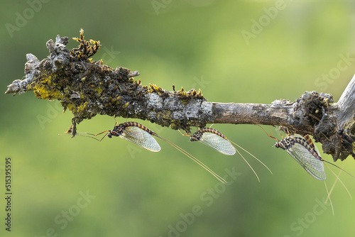 mayfly