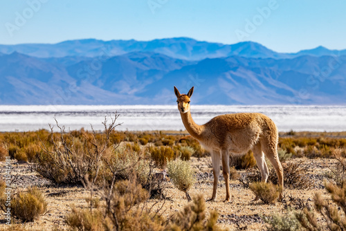 Lonely vicuña in Salinas Grandes, Jujuy, Argentina