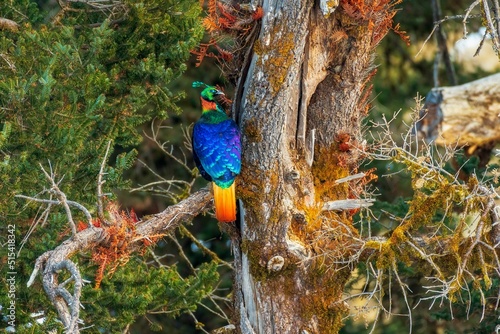Colorful Himalayan monal bird on a branch of a pine tree, in its natural habitat
