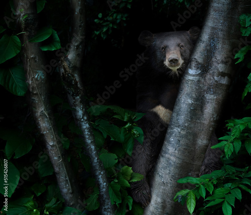 asiatic black bear in tropical rainforest at night
