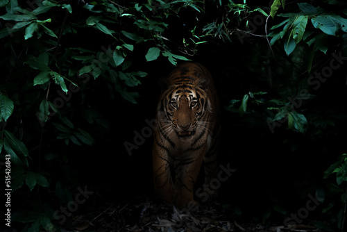 tiger in tropical rainforest at night