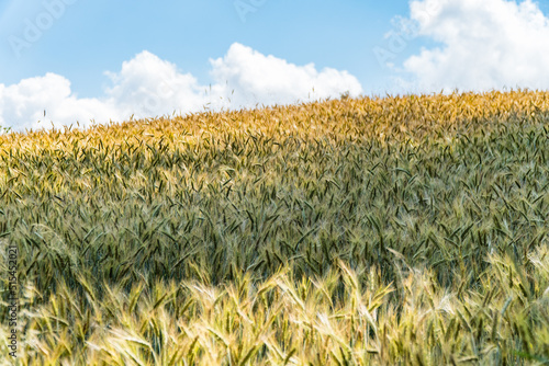 Polskie zboże, łany zbóż, lato, krajobraz, pola, niebo, rolnictwa, hayfield, gras, obszarów wiejskich, blękit, zieleń, chmura, kwiat, farma, zółty, horyzont, countryside, kraj, plon, drzew, roślin, po