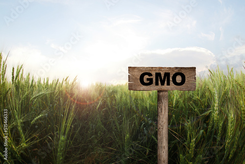 GMO crop. Wooden sign in field with ripening wheat