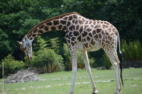 Giraffe