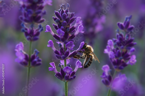 Pszczoła zbierająca pyłek z kwiatu lawendy o zachodzie słońca.