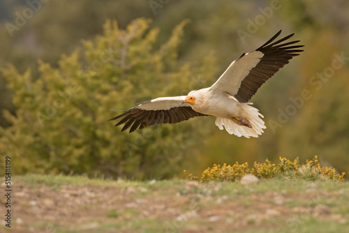 Ścierwnik, Egyptian vulture, white scavenger vulture, pharaoh's chicken (Neophron percnopterus)