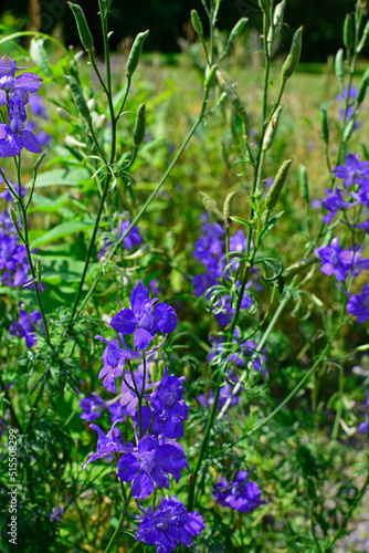 Ostróżeczka polna, ostróżka polna (Consolida regalis, Delphinium consolida) 