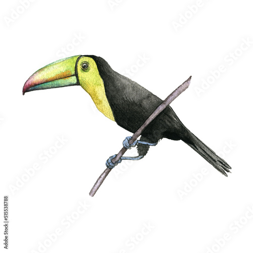 watercolor drawing toucan bird, hand drawn illustration