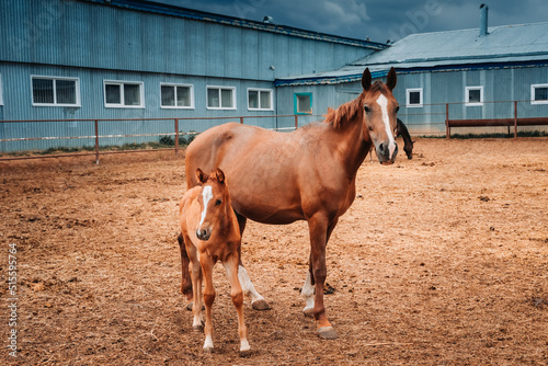 The foal next to the mare. Horses on a large farm in Tatarstan, Russia. Horses gazing in a field 