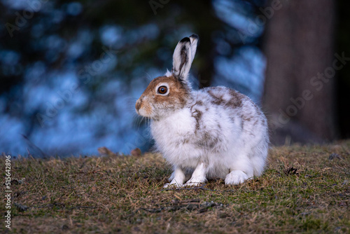 Mountain hare in winter coat (Lepus timidus)