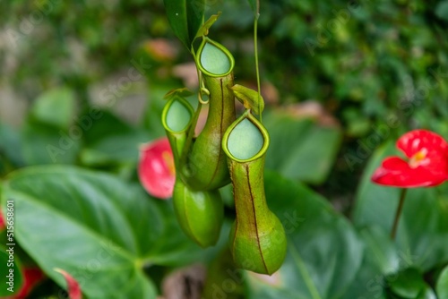 Closeup of a green pitcher plant against a blurry background of leaves
