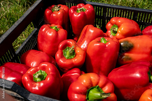 Piękne świeże papryki, Papryki przygotowane do sprzedaży, papryka, Beautiful fresh peppers, Peppers prepared for sale, peppers,