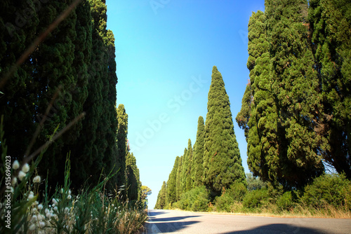 The cypress-lined avenue leading to Bolgheri Italy