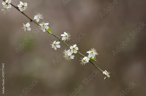 flowering twig of blackthorn flowers close-up