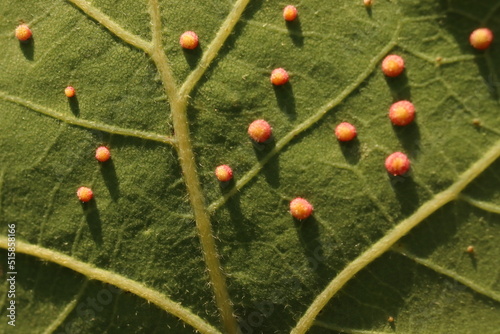 small galls on the underside of the leaf, tree pests