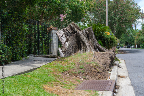 Uprooted Tree Stump, Lifted Turf and Buckled Sidewalk as Legacy of Hurricane Ida in New Orleans, LA, USA 