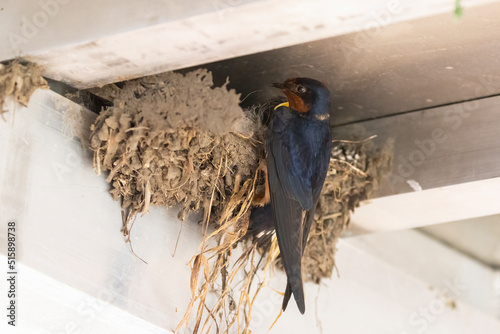 Barn swallow (Hirundo rustica) at nest