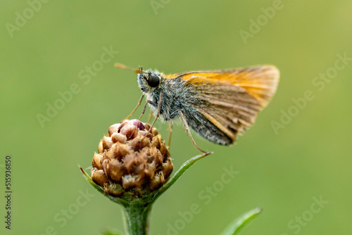 rudy motyl na kwiatku szyszce czarne oczy zielone tło