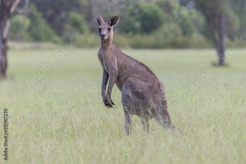 Eastern Grey Kangaroo (Macropus giganteus) standing on a grass field in New South Wales, Australia, and looking alert towards the camera.