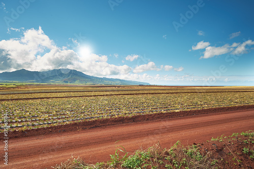 Landscape view of growing pineapple plantation field with blue sky, clouds and copy space in Oahu, Hawaii, USA. Dirt road leading through agriculture farms. Farming fresh and nutritious vitamin fruit