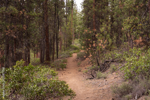 Hiking trail footpath in the Central Oregon high desert forest