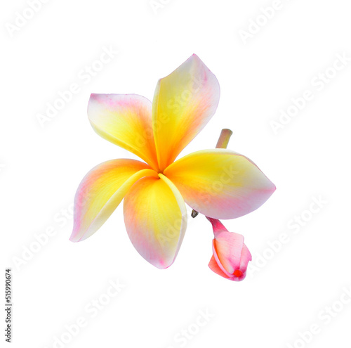Pink and yellow plumeria flower, frangipani or plumeria , tropical flowers isolated on white background