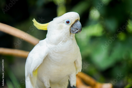 Picture of a yellow crested cockatoo standing on a branch and looking at the camera