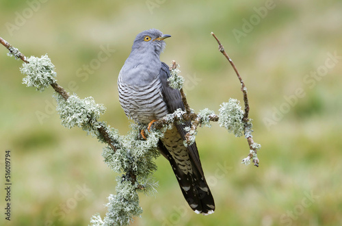 Cuckoo on Thursley Common, Surrey, UK