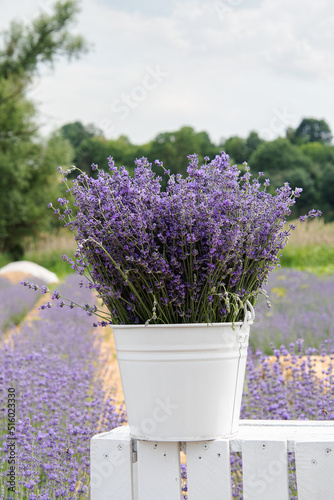 Purple lavender flowers collected in a white bucket against the backdrop of a field.