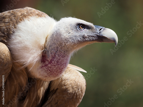 Portrait of griffon vulture (Gyps fulvus) seen from profile