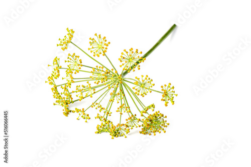 Blossoming branch of fennel isolated on a white background. Fresh dill flowers on white background. Spice for flavouring food.