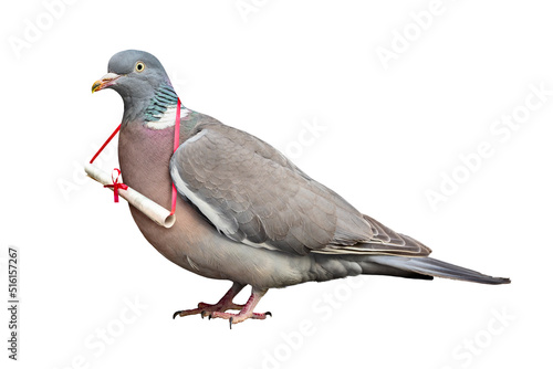 Carrier pigeon carrying and delivering mail message