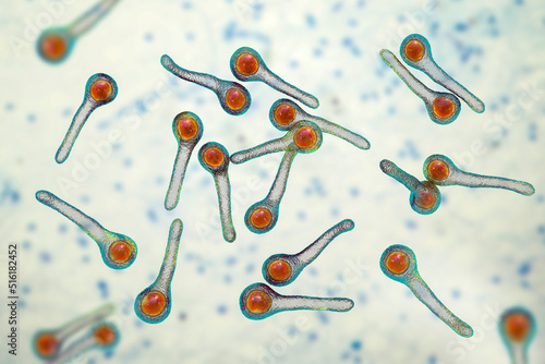 Clostridium tetani bacteria