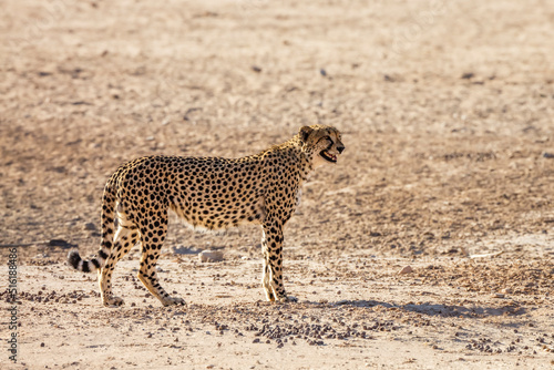 Cheetah standing proudly in desert land in Kgalagadi transfrontier park, South Africa ; Specie Acinonyx jubatus family of Felidae