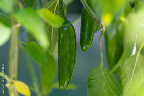 Closeup of a Serrano Pepper Plant with Green Fruits