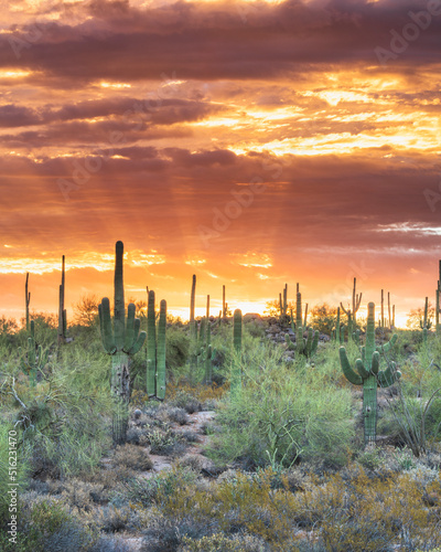 Sunrise photograph taken at Usery Mountain in Mesa, Arizona. 