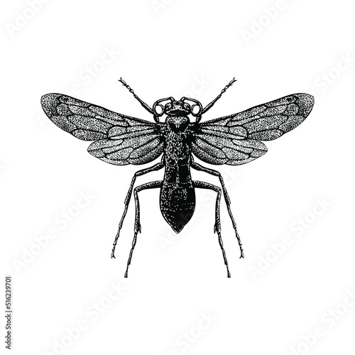 Tarantula Hawk Wasp hand drawing vector illustration isolated on background