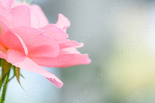 バラの花「美しいピンクのバラ」ステファニードモナコ Rose flower "Beautiful pink rose" 「西日本最大級の広さ1320平方メートルのバラドームの温室と屋外の庭園と合わせて約750種4500株のバラが植えられています。」 日本(春)2022年撮影 Taken in 2022, Japan (Spring) 九州・熊本県阿蘇市(ASO MILK FACTORYはな阿蘇美)
