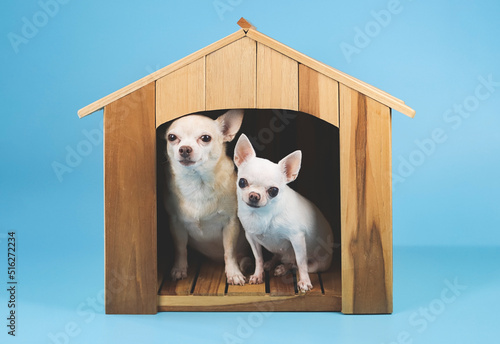  two different sizes chihuahua dogs sitting inside wooden doghouse looking at camera, isolated on blue background.