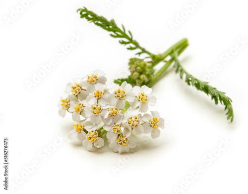 Fresh white yarrow flowers isolated on white background.