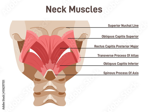 Neck muscles back view. Didactic scheme of anatomy of human muscular