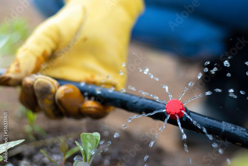 Close up view of hand holding a drip irrigation pipe while watering the vegetables in the process of growing