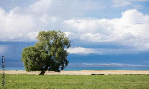 A lone cottonwood tree stands in a field with lake Issyk-Kul in the background in Kyrgyzstan.