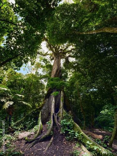 El Ceibo tree giant of the jungle in Costa Rica, La Fortuna