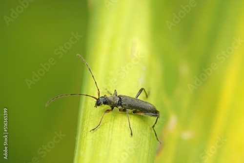 Closeup on a small longhorn beetle , Grammoptera ruficornis sitting on a leaf