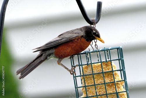 Closeup of an American Robin (Turdus migratorius) having a meal on a suet feeder