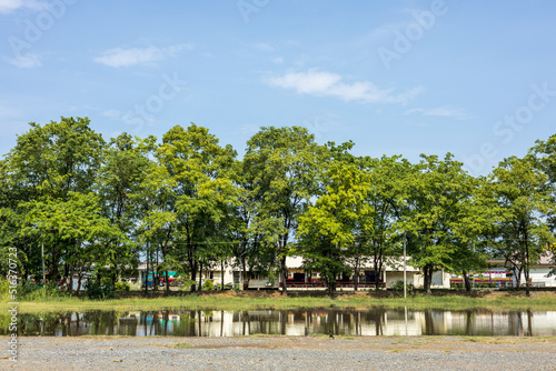A low angle view, reflections of water, rows of trees on slate stone ground near buildings.