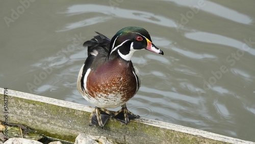 Close-up shot of a caroline duck standing by a pond in the daytime.